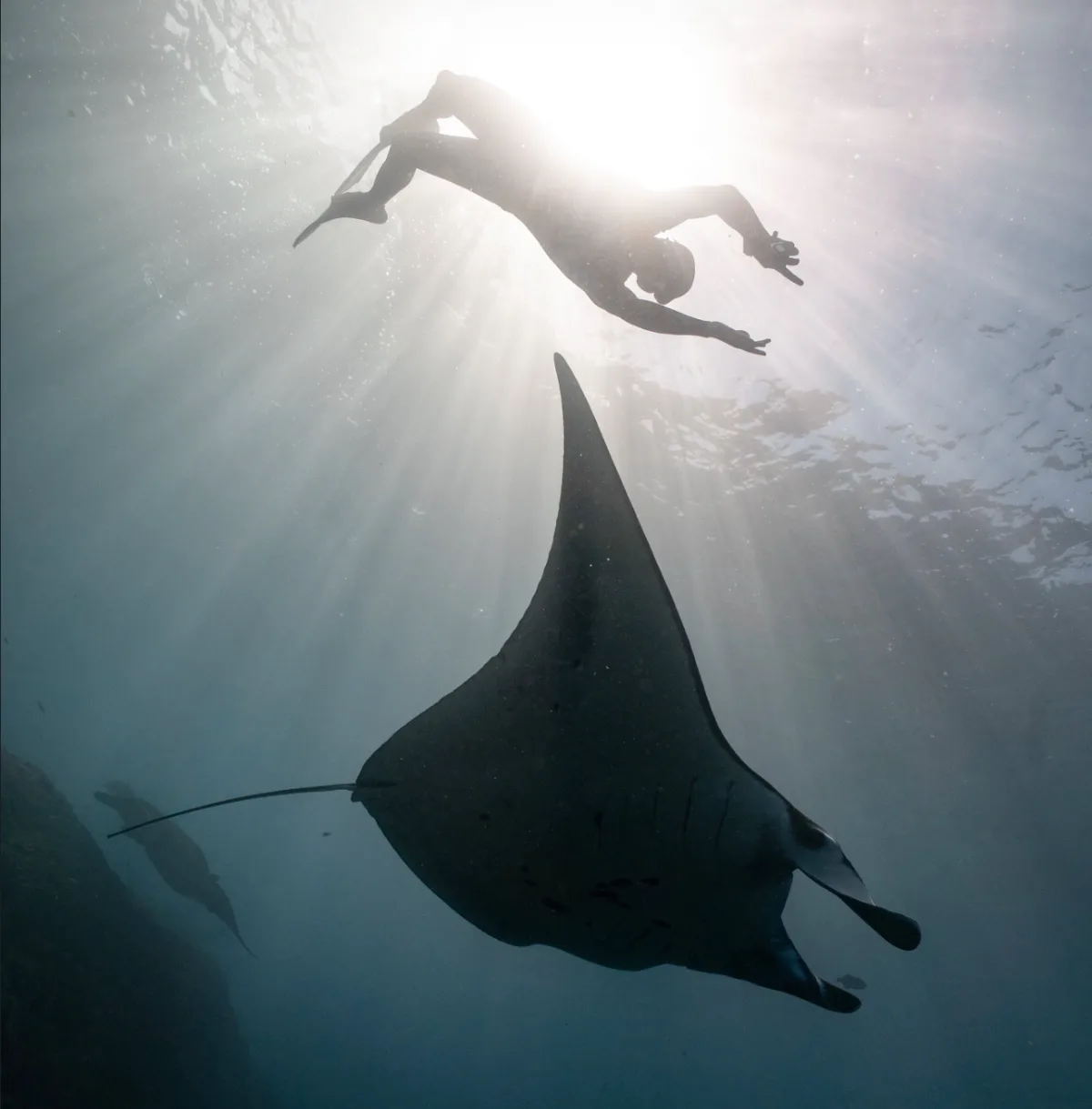 Manta raya y buzo